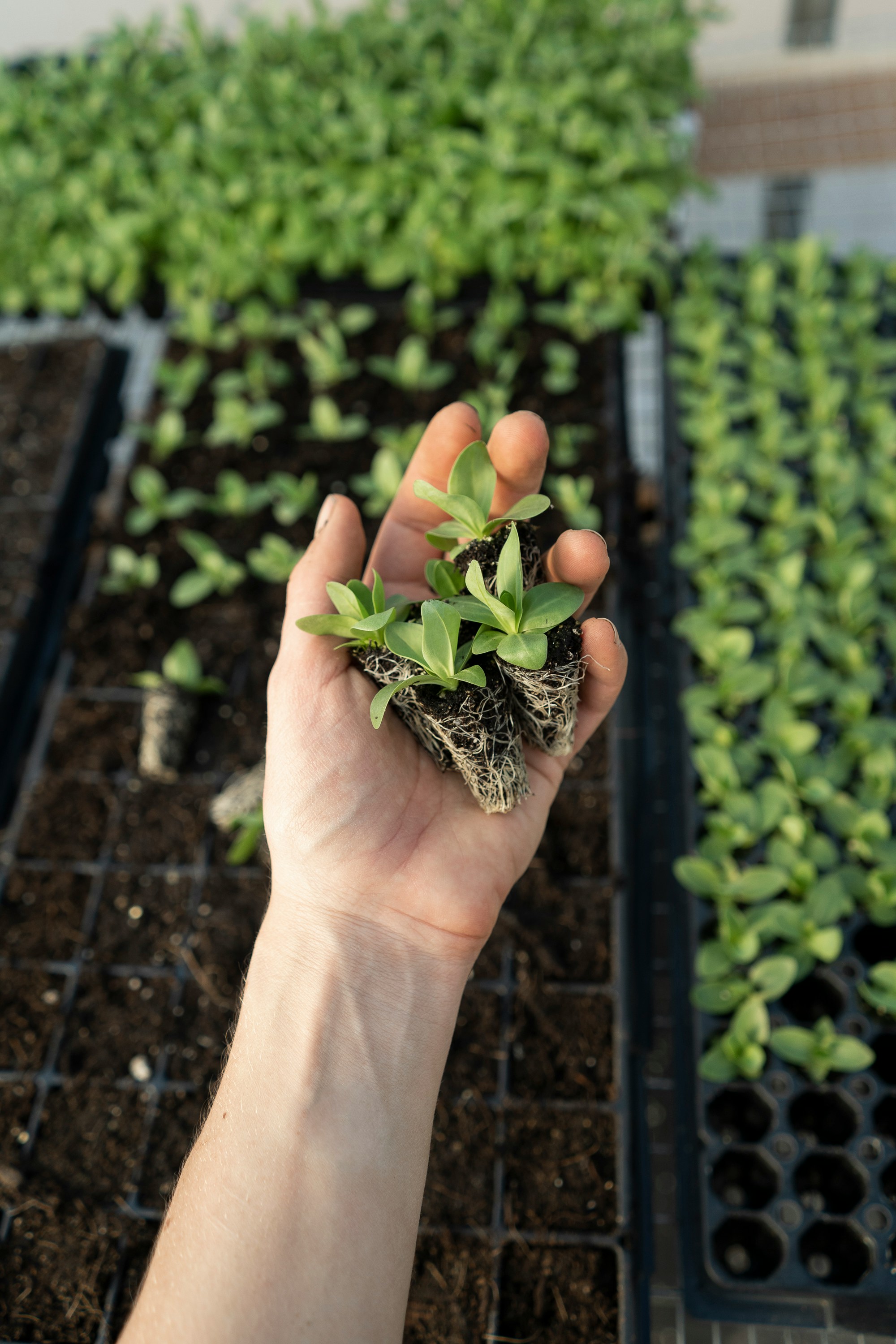 Agriculture export company in India - Fresh farm produce